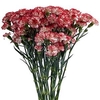 Dianthus Sp Minuetto x100
