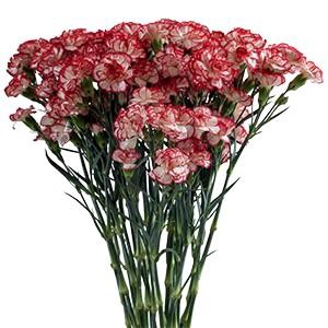 Dianthus Sp Minuetto