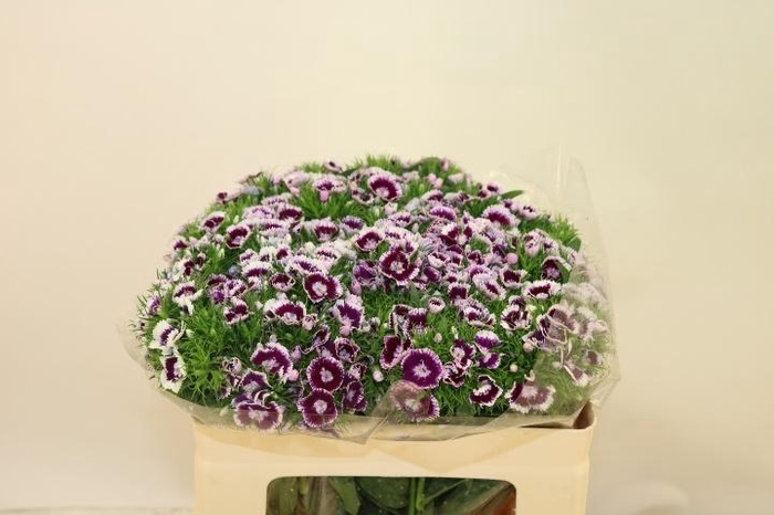 <h4>DI BARB KING BRE</h4>