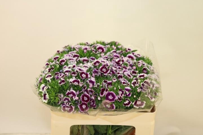 <h4>DI BARB KING BRE</h4>