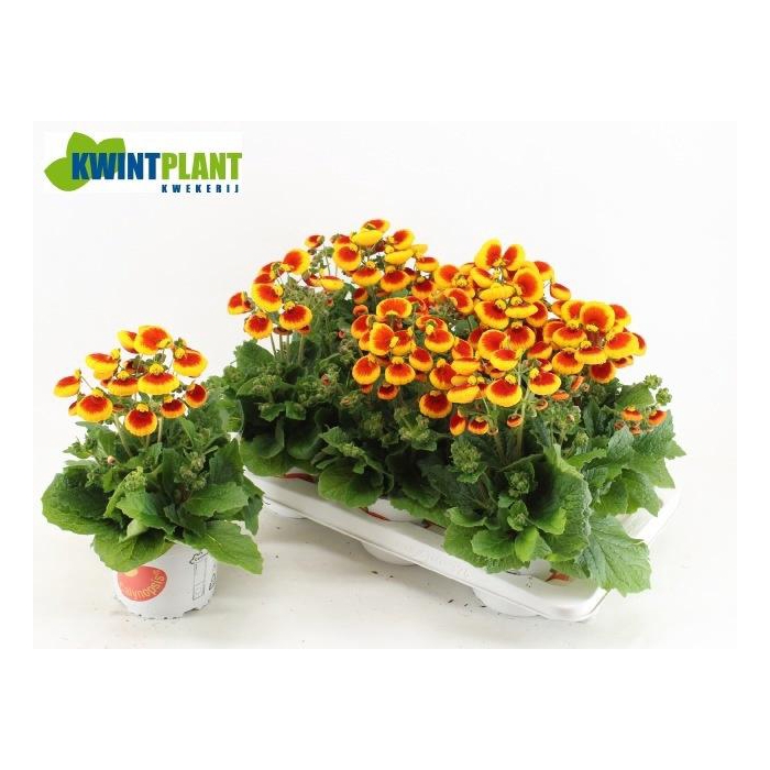 <h4>CALC CAL BICOLOUR</h4>