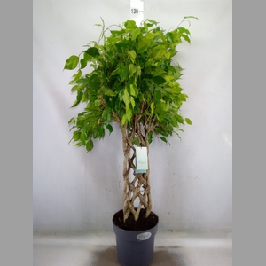 Ficus benja.   ...special shapes