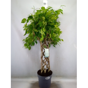 Ficus benja.   ...special shapes