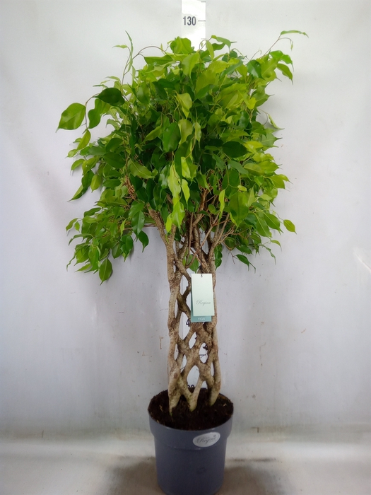 <h4>Ficus benja.   ...special shapes</h4>