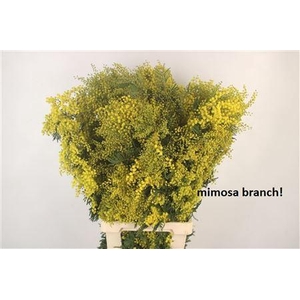 Acacia Mirandol Per Stem Extra