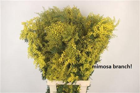 Acacia Mirandol Per Stem Extra