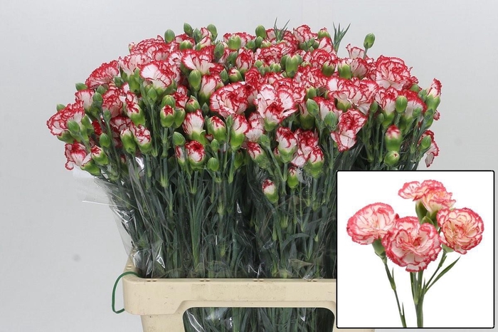 <h4>DI TR MINUETTO</h4>