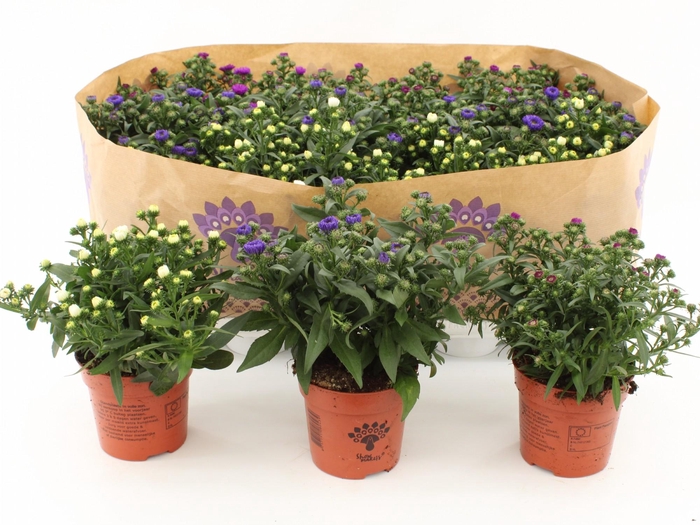 <h4>AsterAsters Mistery Lady, div. kleuren mixtrays Mistery Lady, mix color Mixtray</h4>