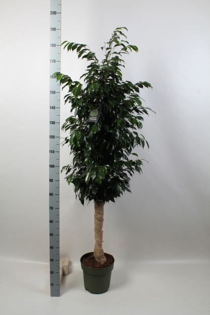 <h4>FIC BE DANIELLE</h4>