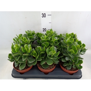 Crassula  'Minova Magic'