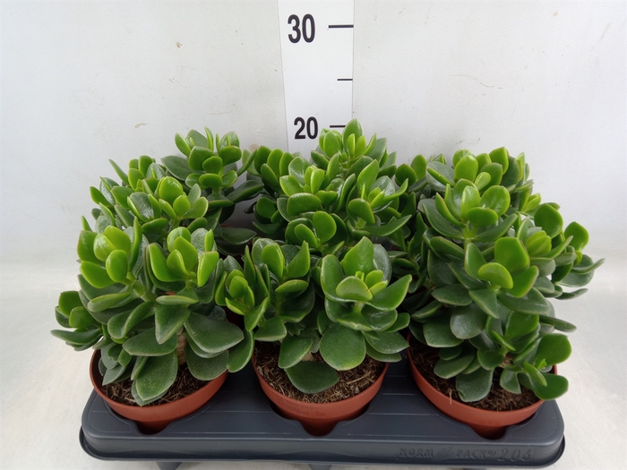 <h4>Crassula  'Minova Magic'</h4>