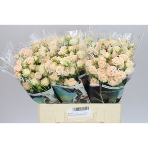 Rosa Tr Jana