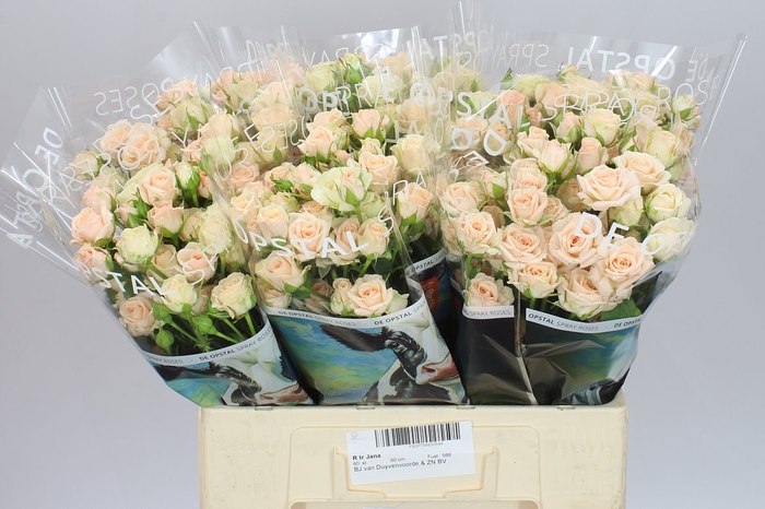 <h4>Rosa Tr Jana</h4>