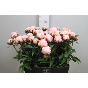 Paeo Reine Hortens Rose