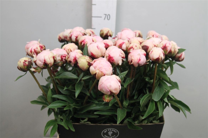 <h4>Paeo Reine Hortens Rose</h4>