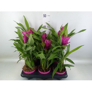 Curcuma alism. 'Siam Sublime'