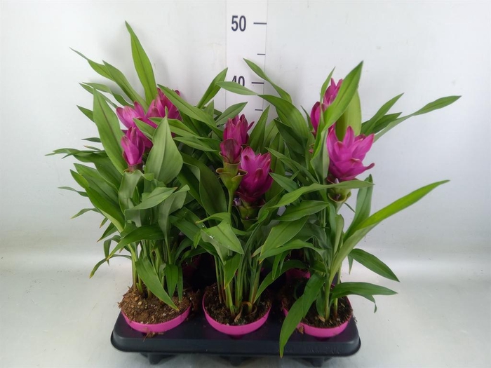 <h4>Curcuma alism. 'Siam Sublime'</h4>