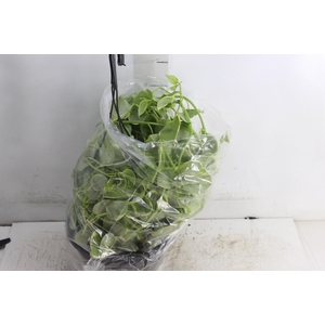 PEPEROMIA SCANDENS C21