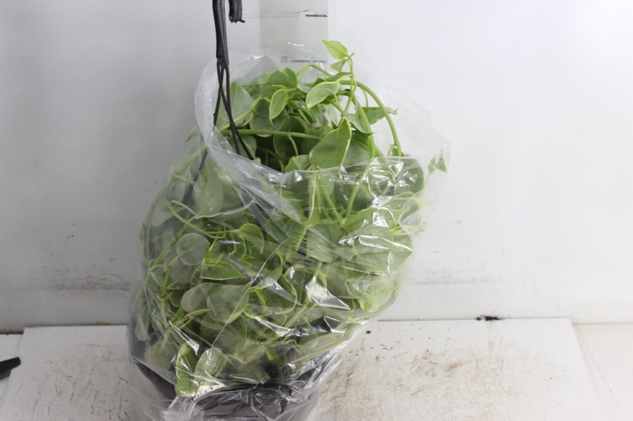 <h4>PEPEROMIA SCANDENS C21</h4>