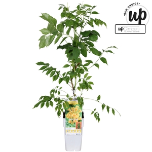 Campsis tagliabuana 'Golden Trumpet' P15