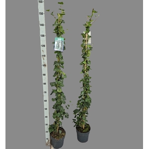 Hedera hibernica 150cm
