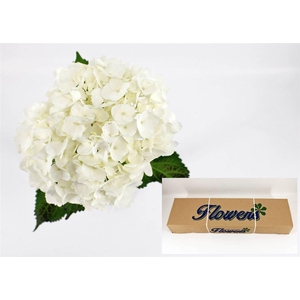 Hydr M Therese In Box X35