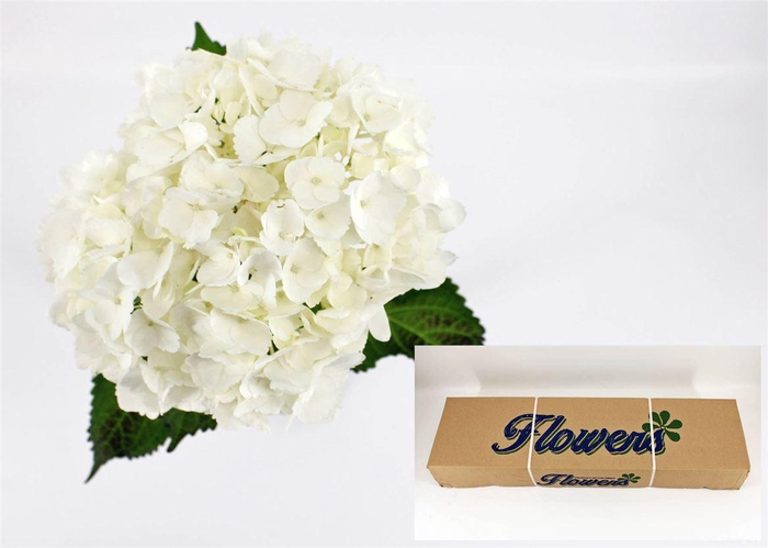 <h4>Hydr M Therese In Box X35</h4>