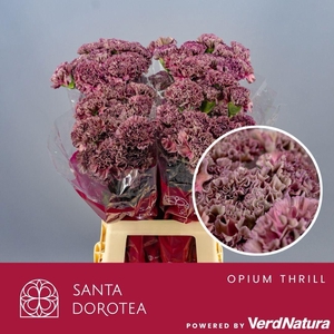 DI ST Opium Thrill SEL