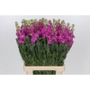 Matthiola Iron Hot Pink