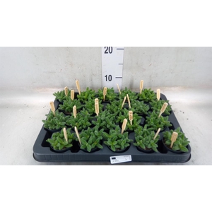 Delosperma echinatum