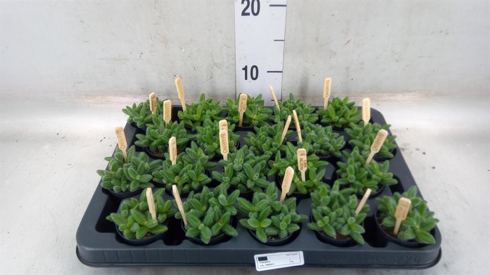 <h4>Delosperma echinatum</h4>