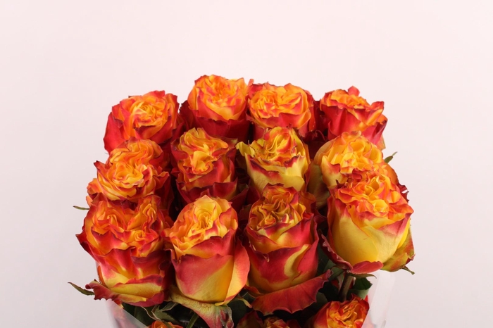 <h4>R Gr New Flash</h4>