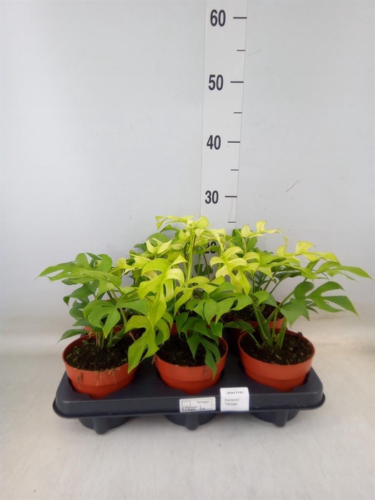 <h4>Rhaphidophora tetrasperma</h4>