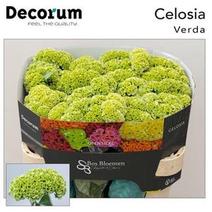 Celosia C Act Verda