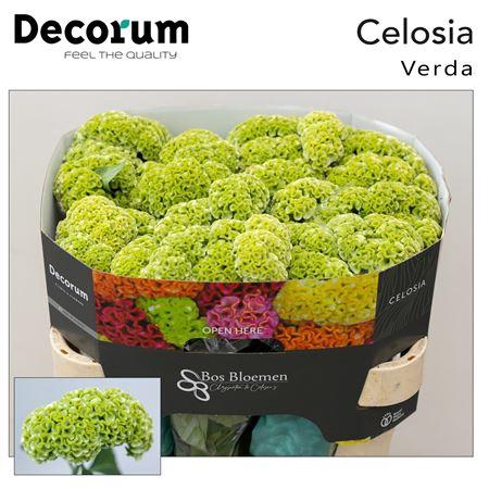 <h4>Celosia C Act Verda Green</h4>