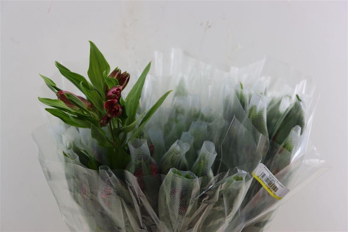 <h4>Alstr Intenz Salmon</h4>