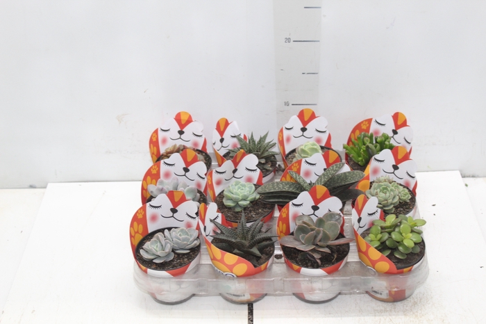 <h4>SUCULENTAS VARIADAS ESPECIAIS P09</h4>