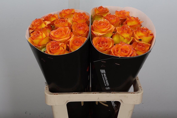 <h4>R Wx Classic Gold</h4>