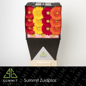 Gerbera Mix Basis Diamond per kaart