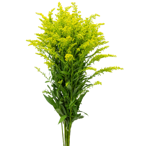 <h4>TANGO MAÇO</h4>