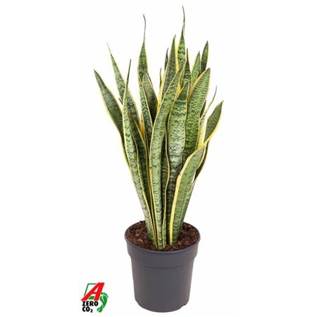 <h4>Sansevieria Laurentii</h4>