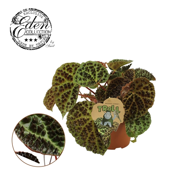 <h4>Begonia rex Ferox 17cm</h4>