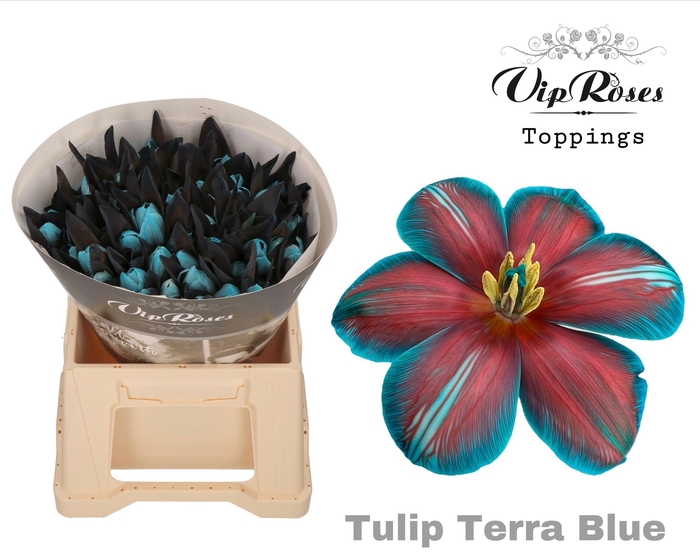 <h4>TU EN RV TERRA BLUE</h4>