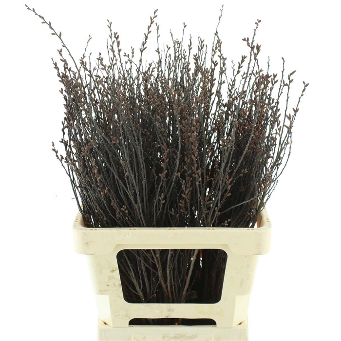 <h4>Gagel Bundel</h4>