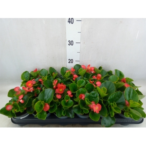 Begonia semp.   ...