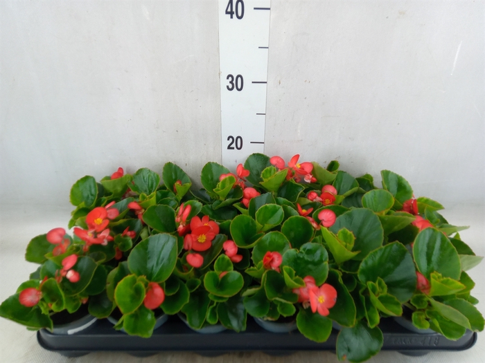 <h4>Begonia semp.   ...</h4>