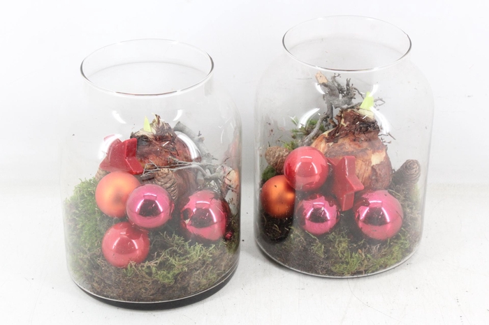 <h4>arr4 Amaryllis MB - Glas Napoleon x5 red</h4>