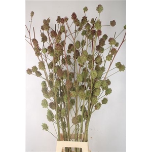 Glycyrrhiza Y Zd [zoethout]