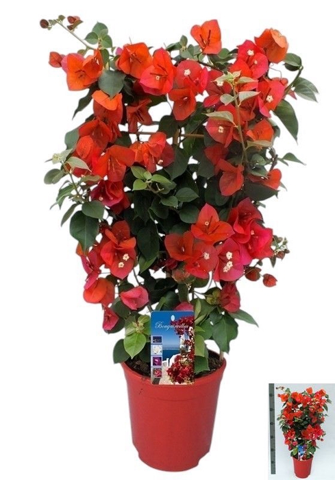 <h4>BOUGAINV DANIA</h4>
