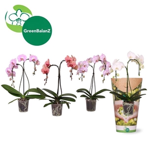 ShapeZ - Phalaenopsis PalmZ Mix 2t 14+/50 in Potcover